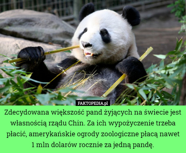 Zdecydowana większość pand żyjących na świecie jest własnością rządu Chin. Za ich wypożyczenie trzeba płacić, amerykańskie ogrody zoologiczne płacą nawet 1 mln dolarów rocznie za jedną pandę. 