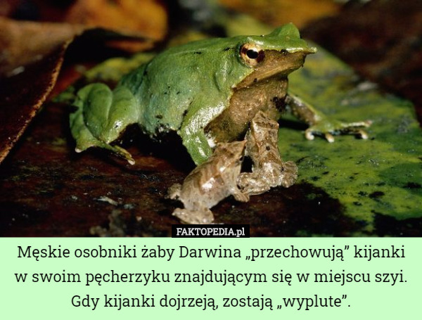Męskie osobniki żaby Darwina „przechowują” kijanki w swoim pęcherzyku znajdującym się w miejscu szyi. Gdy kijanki dojrzeją, zostają „wyplute”. 