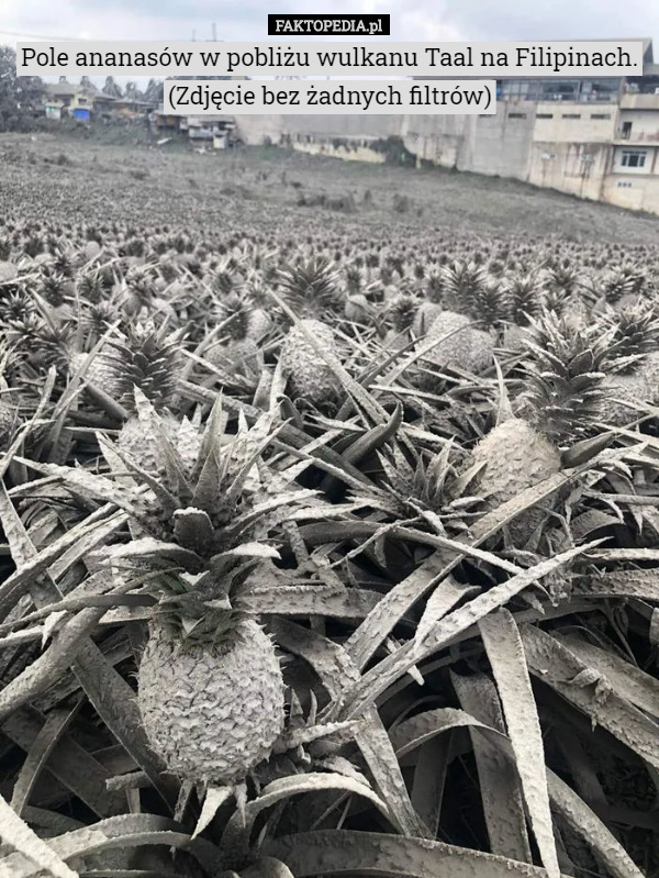Pole ananasów w pobliżu wulkanu Taal na Filipinach.
 (Zdjęcie bez żadnych filtrów) 
