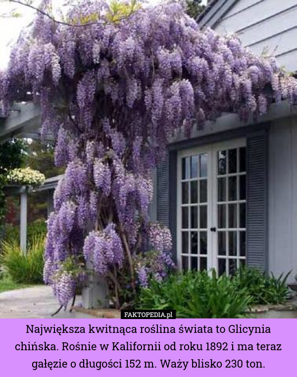 Największa kwitnąca roślina świata to Glicynia chińska. Rośnie w Kalifornii od roku 1892 i ma teraz gałęzie o długości 152 m. Waży blisko 230 ton. 