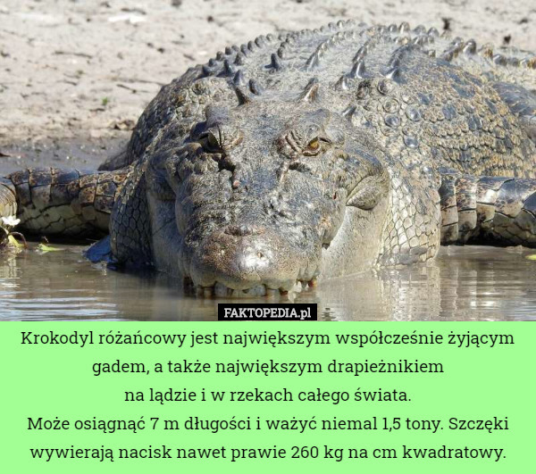 Krokodyl różańcowy jest największym współcześnie żyjącym gadem, a także największym drapieżnikiem
 na lądzie i w rzekach całego świata.
 Może osiągnąć 7 m długości i ważyć niemal 1,5 tony. Szczęki wywierają nacisk nawet prawie 260 kg na cm kwadratowy. 