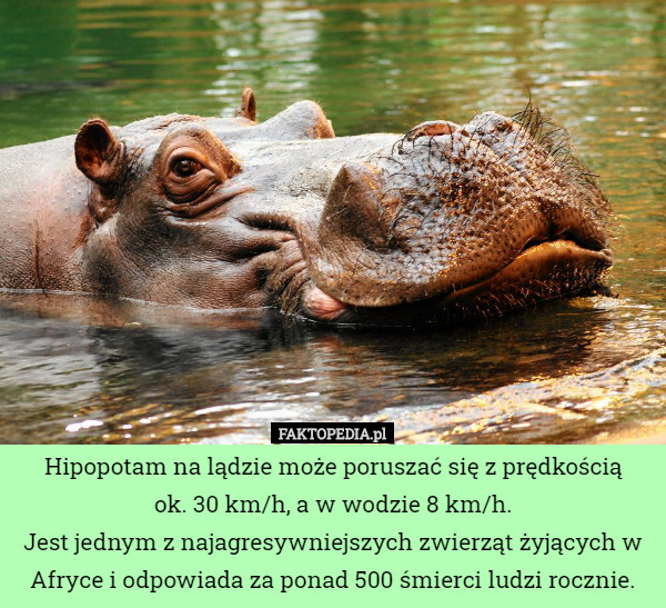 Hipopotam na lądzie może poruszać się z prędkością
 ok. 30 km/h, a w wodzie 8 km/h.
Jest jednym z najagresywniejszych zwierząt żyjących w Afryce i odpowiada za ponad 500 śmierci ludzi rocznie. 