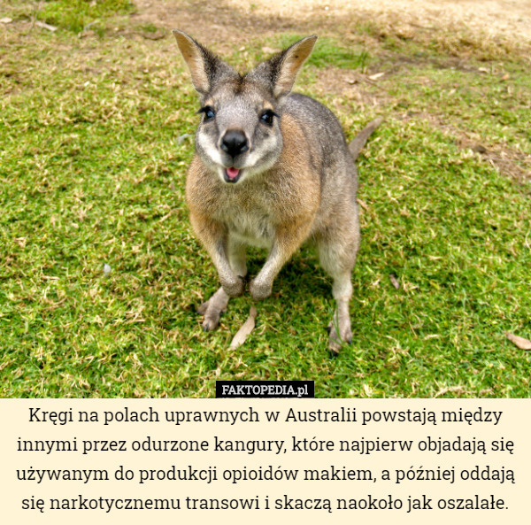 Kręgi na polach uprawnych w Australii powstają między innymi przez odurzone kangury, które najpierw objadają się używanym do produkcji opioidów makiem, a później oddają się narkotycznemu transowi i skaczą naokoło jak oszalałe. 