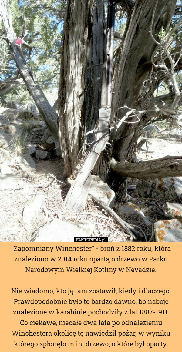 "Zapomniany Winchester" - broń z 1882 roku, którą znaleziono w 2014 roku opartą o drzewo w Parku Narodowym Wielkiej Kotliny w Nevadzie.

Nie wiadomo, kto ją tam zostawił, kiedy i dlaczego. Prawdopodobnie było to bardzo dawno, bo naboje znalezione w karabinie pochodziły z lat 1887-1911.
 Co ciekawe, niecałe dwa lata po odnalezieniu Winchestera okolicę tę nawiedził pożar, w wyniku którego spłonęło m.in. drzewo, o które był oparty. 