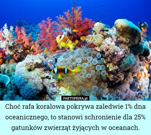 Choć rafa koralowa pokrywa zaledwie 1% dna oceanicznego, to stanowi schronienie dla 25% gatunków zwierząt żyjących w oceanach. 