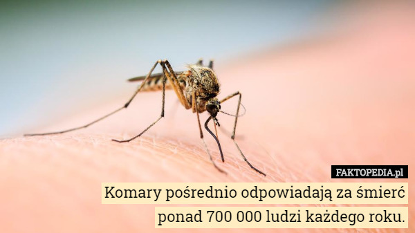Komary pośrednio odpowiadają za śmierć
ponad 700 000 ludzi każdego roku. 
