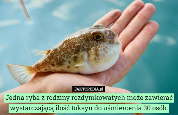 Jedna ryba z rodziny rozdymkowatych może zawierać wystarczającą ilość toksyn do uśmiercenia 30 osób. 