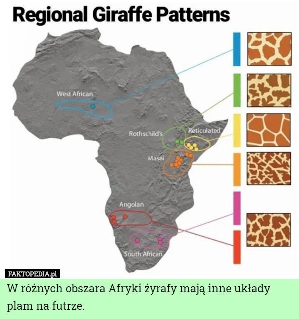 W różnych obszara Afryki żyrafy mają inne układy plam na futrze. 