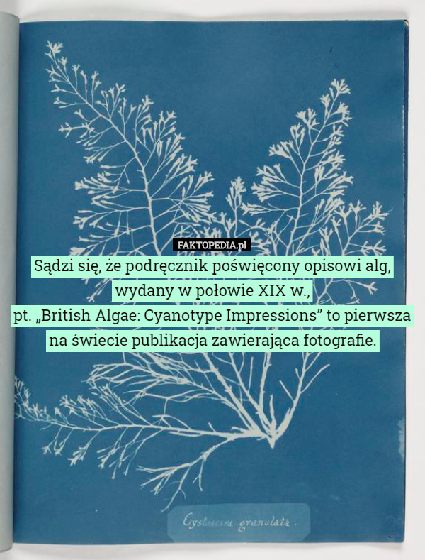 Sądzi się, że podręcznik poświęcony opisowi alg, wydany w połowie XIX w.,
pt. „British Algae: Cyanotype Impressions” to pierwsza na świecie publikacja zawierająca fotografie. 