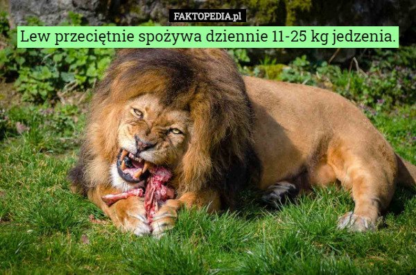 Lew przeciętnie spożywa dziennie 11-25 kg jedzenia. 