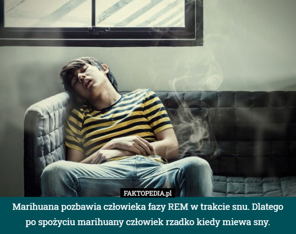 Marihuana pozbawia człowieka fazy REM w trakcie snu. Dlatego po spożyciu marihuany człowiek rzadko kiedy miewa sny. 