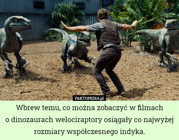 Wbrew temu, co można zobaczyć w filmach
o dinozaurach welociraptory osiągały co najwyżej rozmiary współczesnego indyka. 
