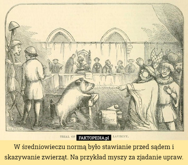 W średniowieczu normą było stawianie przed sądem i skazywanie zwierząt. Na przykład myszy za zjadanie upraw. 