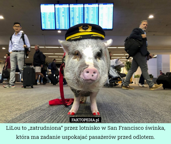 LiLou to „zatrudniona” przez lotnisko w San Francisco świnka, która ma zadanie uspokajać pasażerów przed odlotem. 
