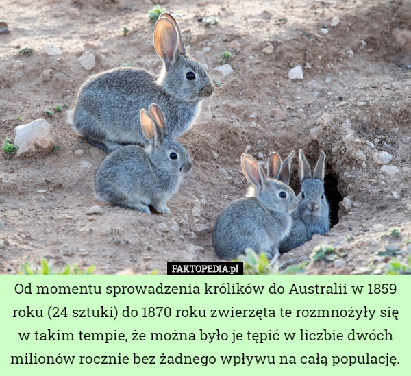 Od momentu sprowadzenia królików do Australii w 1859 roku (24 sztuki) do 1870 roku zwierzęta te rozmnożyły się w takim tempie, że można było je tępić w liczbie dwóch milionów rocznie bez żadnego wpływu na całą populację. 