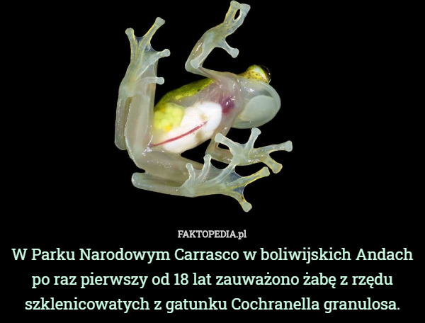 W Parku Narodowym Carrasco w boliwijskich Andach po raz pierwszy od 18 lat zauważono żabę z rzędu szklenicowatych z gatunku Cochranella granulosa. 