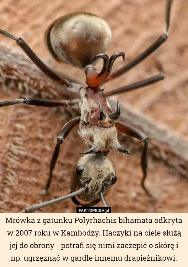 Mrówka z gatunku Polyrhachis bihamata odkryta w 2007 roku w Kambodży. Haczyki na ciele służą jej do obrony - potrafi się nimi zaczepić o skórę i np. ugrzęznąć w gardle innemu drapieżnikowi. 