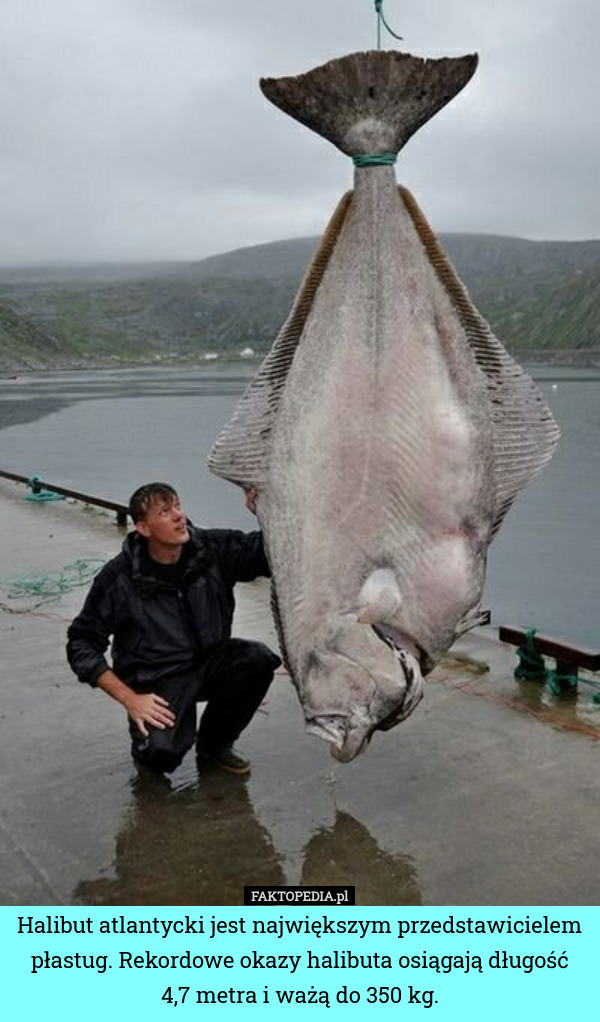 Halibut atlantycki jest największym przedstawicielem płastug. Rekordowe okazy halibuta osiągają długość 4,7 metra i ważą do 350 kg. 