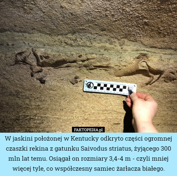 W jaskini położonej w Kentucky odkryto części ogromnej czaszki rekina z gatunku Saivodus striatus, żyjącego 300 mln lat temu. Osiągał on rozmiary 3,4-4 m - czyli mniej więcej tyle, co współczesny samiec żarłacza białego. 