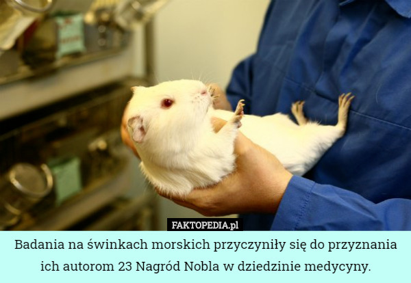 Badania na świnkach morskich przyczyniły się do przyznania ich autorom 23 Nagród Nobla w dziedzinie medycyny. 