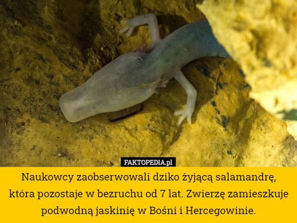 Naukowcy zaobserwowali dziko żyjącą salamandrę, która pozostaje w bezruchu od 7 lat. Zwierzę zamieszkuje podwodną jaskinię w Bośni i Hercegowinie. 