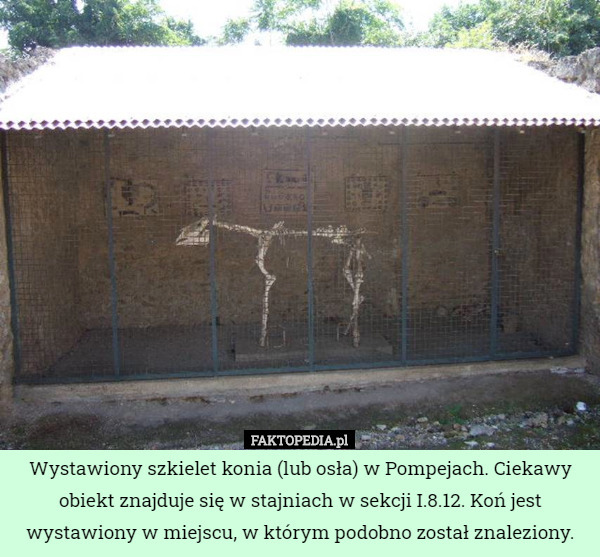 Wystawiony szkielet konia (lub osła) w Pompejach. Ciekawy obiekt znajduje się w stajniach w sekcji I.8.12. Koń jest wystawiony w miejscu, w którym podobno został znaleziony. 