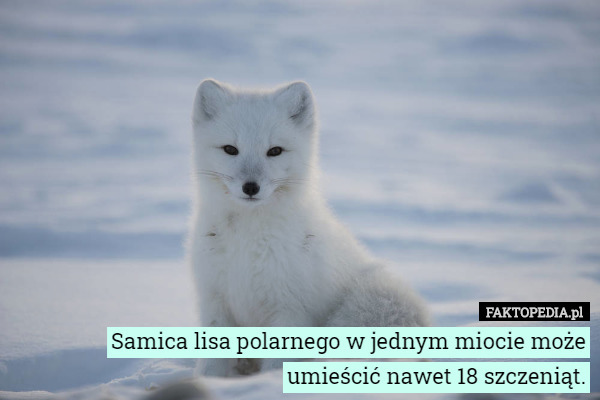 Samica lisa polarnego w jednym miocie może umieścić nawet 18 szczeniąt. 