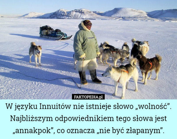 W języku Innuitów nie istnieje słowo „wolność”. Najbliższym odpowiednikiem tego słowa jest „annakpok”, co oznacza „nie być złapanym”. 
