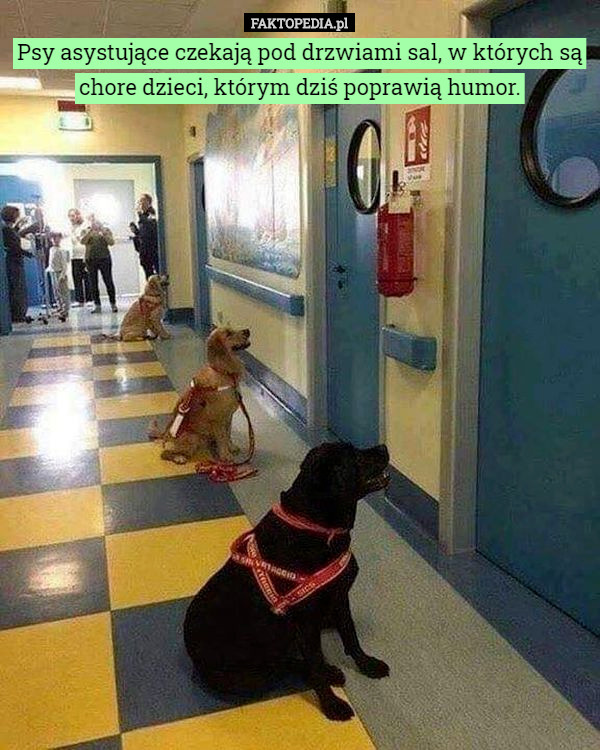 Psy asystujące czekają pod drzwiami sal, w których są chore dzieci, którym dziś poprawią humor. 
