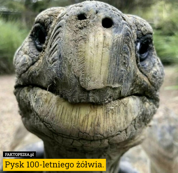 Pysk 100-letniego żółwia. 