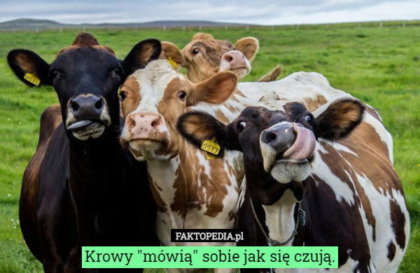 Krowy "mówią" sobie jak się czują. 