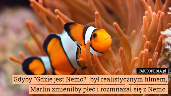 Gdyby "Gdzie jest Nemo?" był realistycznym filmem, Marlin zmieniłby płeć i rozmnażał się z Nemo. 