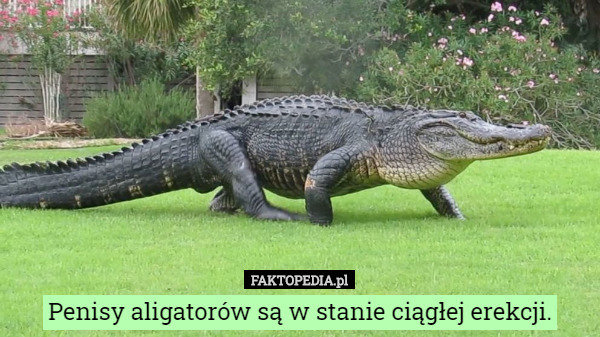 Penisy aligatorów są w stanie ciągłej erekcji. 