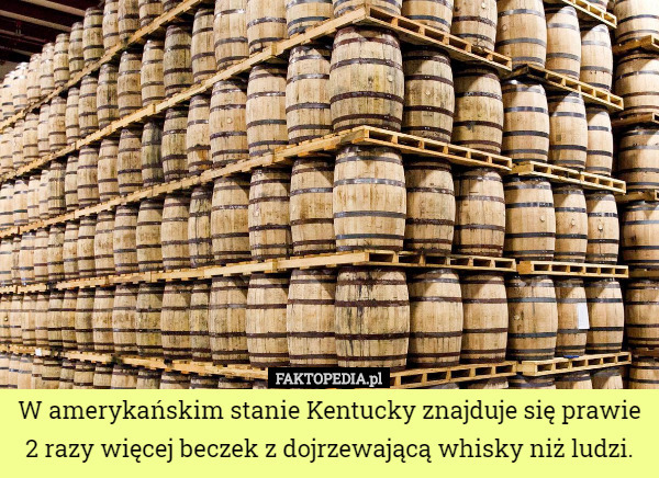 W amerykańskim stanie Kentucky znajduje się prawie 2 razy więcej beczek z dojrzewającą whisky niż ludzi. 