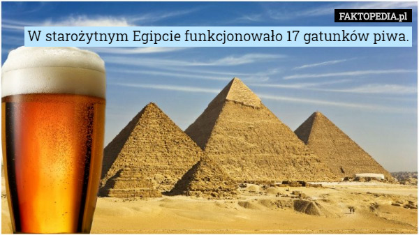 W starożytnym Egipcie funkcjonowało 17 gatunków piwa. 