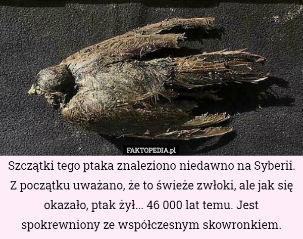 Szczątki tego ptaka znaleziono niedawno na Syberii. Z początku uważano, że to świeże zwłoki, ale jak się okazało, ptak żył... 46 000 lat temu. Jest spokrewniony ze współczesnym skowronkiem. 