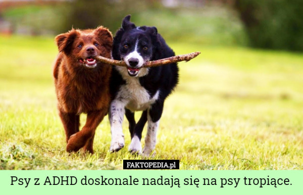 Psy z ADHD doskonale nadają się na psy tropiące. 
