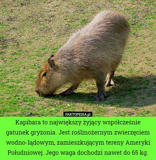 Kapibara to największy żyjący współcześnie
gatunek gryzonia. Jest roślinożernym zwierzęciem wodno-lądowym, zamieszkującym tereny Ameryki Południowej. Jego waga dochodzi nawet do 65 kg. 