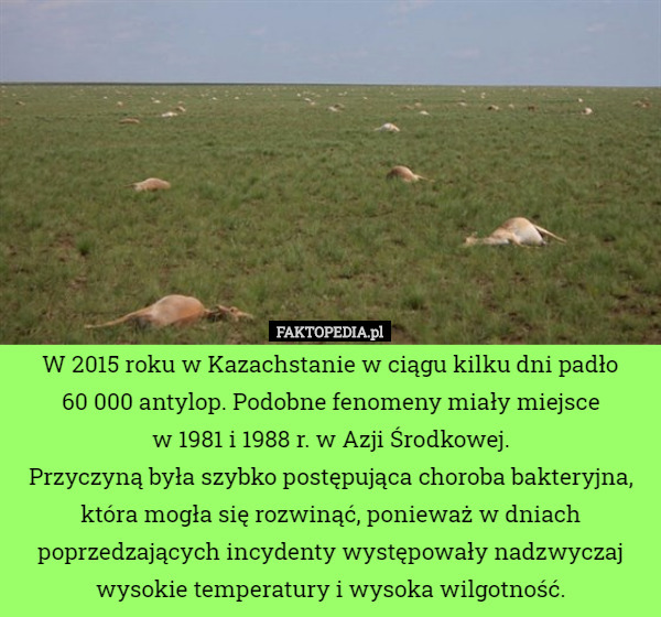 W 2015 roku w Kazachstanie w ciągu kilku dni padło
60 000 antylop. Podobne fenomeny miały miejsce
 w 1981 i 1988 r. w Azji Środkowej.
Przyczyną była szybko postępująca choroba bakteryjna, która mogła się rozwinąć, ponieważ w dniach poprzedzających incydenty występowały nadzwyczaj wysokie temperatury i wysoka wilgotność. 