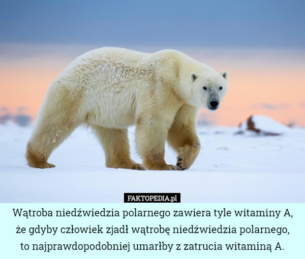 Wątroba niedźwiedzia polarnego zawiera tyle witaminy A, że gdyby człowiek zjadł wątrobę niedźwiedzia polarnego,
 to najprawdopodobniej umarłby z zatrucia witaminą A. 