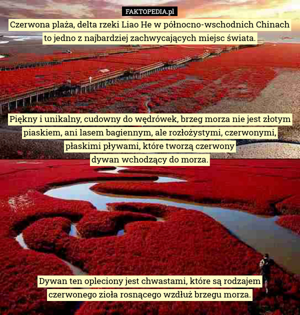 Czerwona plaża, delta rzeki Liao He w północno-wschodnich Chinach to jedno z najbardziej zachwycających miejsc świata.





Piękny i unikalny, cudowny do wędrówek, brzeg morza nie jest złotym piaskiem, ani lasem bagiennym, ale rozłożystymi, czerwonymi, płaskimi pływami, które tworzą czerwony
dywan wchodzący do morza.








Dywan ten opleciony jest chwastami, które są rodzajem
czerwonego zioła rosnącego wzdłuż brzegu morza. 