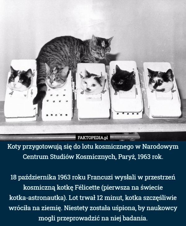 Koty przygotowują się do lotu kosmicznego w Narodowym Centrum Studiów Kosmicznych, Paryż, 1963 rok.

 18 października 1963 roku Francuzi wysłali w przestrzeń kosmiczną kotkę Félicette (pierwsza na świecie kotka-astronautka). Lot trwał 12 minut, kotka szczęśliwie wróciła na ziemię. Niestety została uśpiona, by naukowcy mogli przeprowadzić na niej badania. 