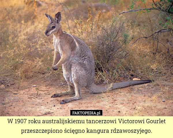 W 1907 roku australijskiemu tancerzowi Victorowi Gourlet przeszczepiono ścięgno kangura rdzawoszyjego. 
