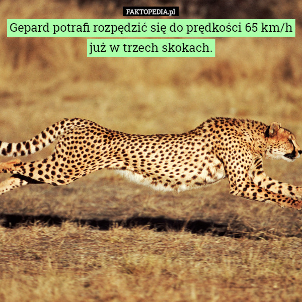 Gepard potrafi rozpędzić się do prędkości 65 km/h już w trzech skokach. 