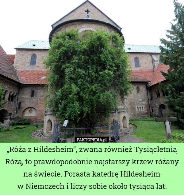 „Róża z Hildesheim”, zwana również Tysiącletnią Różą, to prawdopodobnie najstarszy krzew różany na świecie. Porasta katedrę Hildesheim
w Niemczech i liczy sobie około tysiąca lat. 