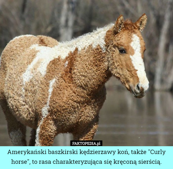 Amerykański baszkirski kędzierzawy koń, także "Curly horse", to rasa charakteryzująca się kręconą sierścią. 