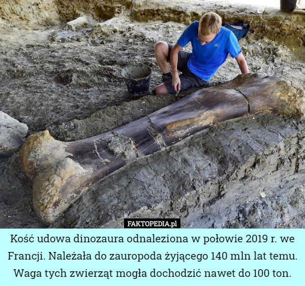Kość udowa dinozaura odnaleziona w połowie 2019 r. we Francji. Należała do zauropoda żyjącego 140 mln lat temu. Waga tych zwierząt mogła dochodzić nawet do 100 ton. 