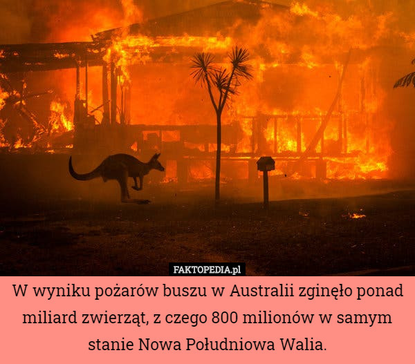 W wyniku pożarów buszu w Australii zginęło ponad miliard zwierząt, z czego 800 milionów w samym stanie Nowa Południowa Walia. 