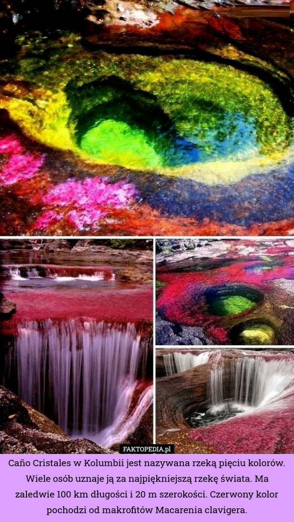 Caño Cristales w Kolumbii jest nazywana rzeką pięciu kolorów. Wiele osób uznaje ją za najpiękniejszą rzekę świata. Ma zaledwie 100 km długości i 20 m szerokości. Czerwony kolor pochodzi od makrofitów Macarenia clavigera. 