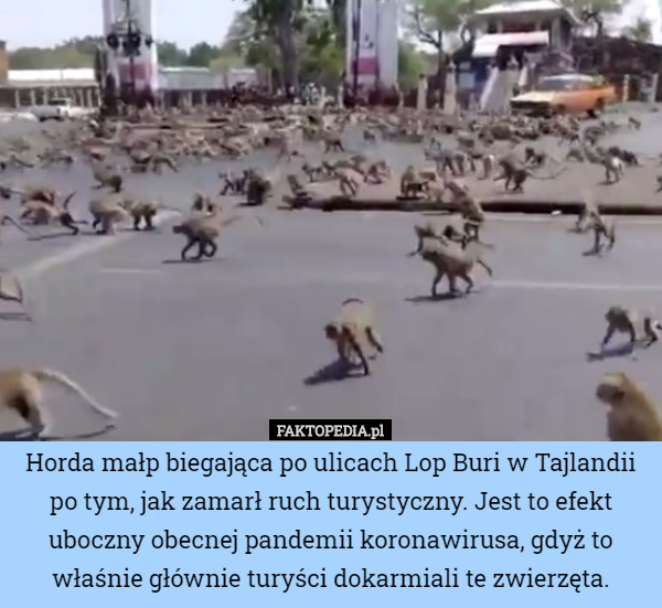 Horda małp biegająca po ulicach Lop Buri w Tajlandii po tym, jak zamarł ruch turystyczny. Jest to efekt uboczny obecnej pandemii koronawirusa, gdyż to właśnie głównie turyści dokarmiali te zwierzęta. 
